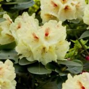 Rhododendrony w przydomowym ogrodzie